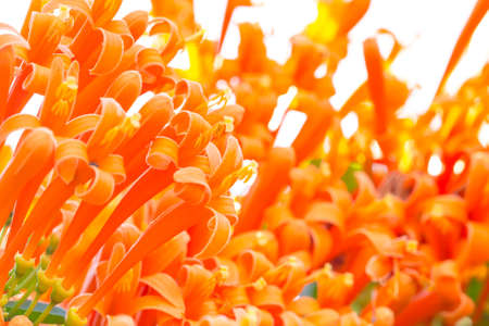 Pattern and texture from soft and colorful flowersの写真素材