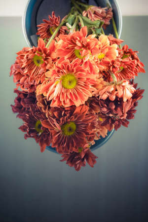 Fresh flower on mirror background,Still life of loveの写真素材
