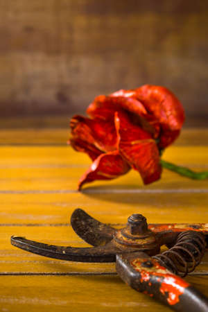 Still life with love concept on vintage background