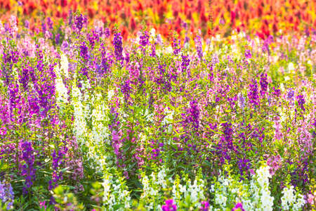 Pattern and texture from soft and colorful flowers