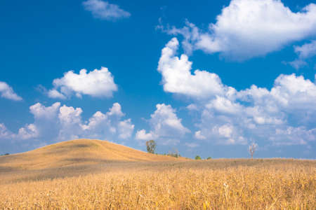 View from agriculture area and dried plantation.