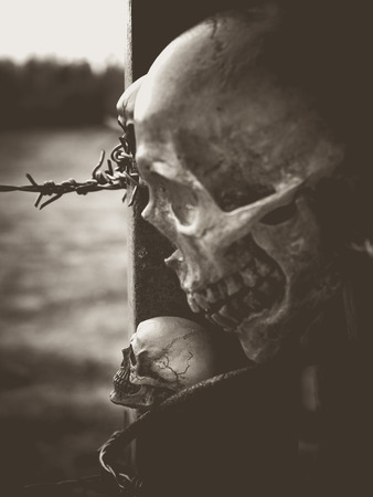Still life with human skull on barb wireの写真素材