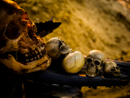Still life with human skull on dried woodの写真素材