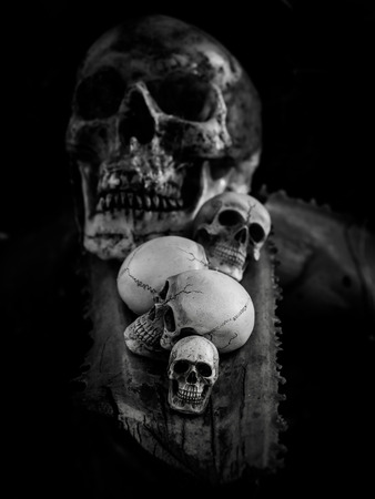 Still life with human skull on dried woodの写真素材