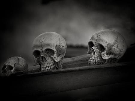 Still life with human skull on dried woodの写真素材