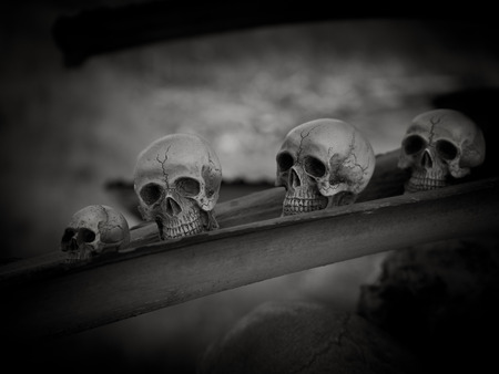 Still life with human skull on dried woodの写真素材