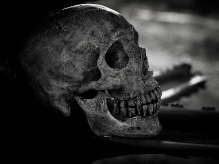 Still life with human skull on dried woodの写真素材