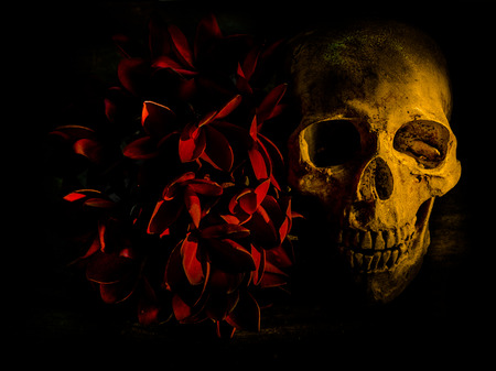 Still life with human skull and flowers on dark backgroundの写真素材