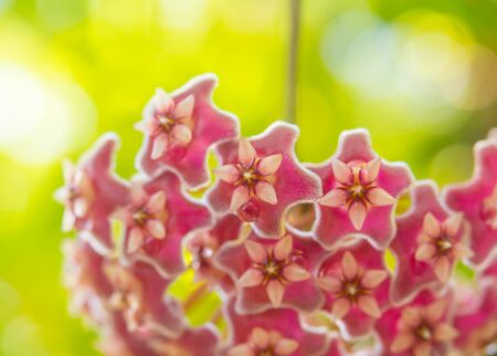 Colorful fresh flowers on abstract backgroundの写真素材
