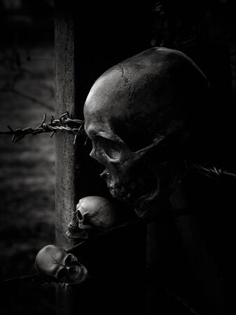 Still life with human skull on barb wireの写真素材