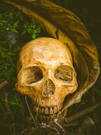 Still life with skull in abandoned bird nest, Concept save worldの写真素材