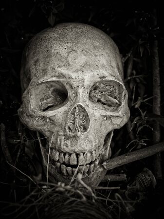 Still life with skull in abandoned bird nest, Concept save worldの写真素材