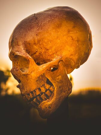 Still life with human skull on dried woodの写真素材