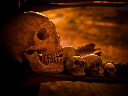 Still life with human skull on dried woodの写真素材