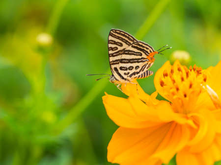Butterfly insect in natural fresh green gardenの写真素材