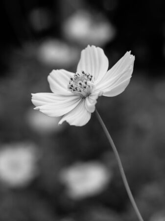 Fresh  flowers in nature garden, Black and white styleの写真素材