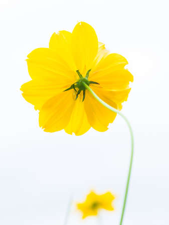 Colorful and fresh  flower on white backgroundの写真素材