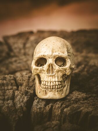 A human skull on dried wood, Still life concept