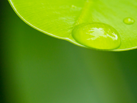 Drop of water on green leaf backgroundの写真素材