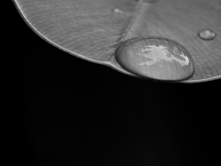 Drop of water on green leaf backgroundの写真素材