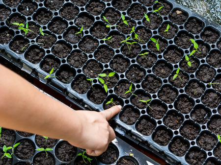 Woman are used to pull the plants growing in compactedの写真素材