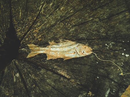 Dead sea fish from the hook on wooden backgroundの写真素材