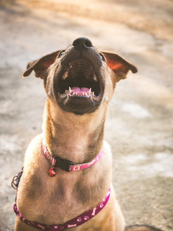 Dog get angry when they do not get foodの写真素材