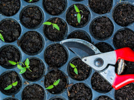 Green plants growing in compacted and scissors to cut the plants