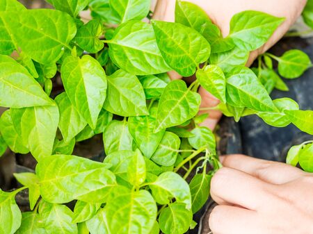 Agriculture begins with the planting of seeds before planting in the gardenの写真素材