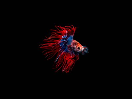 Action and movement of Thai fighting fish on a black background, Crowntail Bettaの写真素材