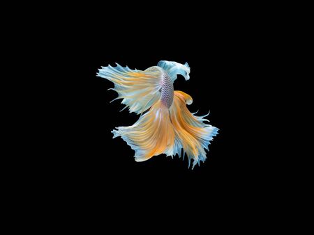 Action and movement of Thai fighting fish on a black background