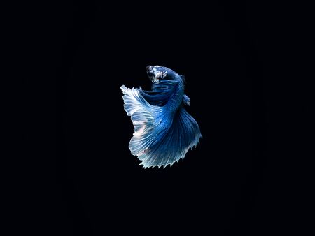 Action and movement of Thai fighting fish on a black background, Halfmoon Betta