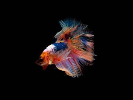 Action and movement of Thai fighting fish on a black background, Halfmoon Bettaの写真素材