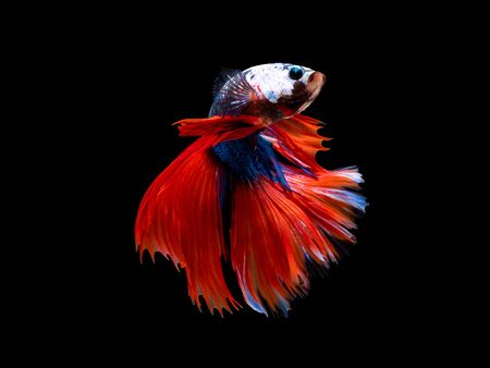 Action and movement of Thai fighting fish on a black background, Halfmoon Bettaの写真素材