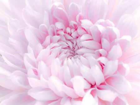 The patterns and textures are arranged and the beautiful color of the soft chrysanthemumの写真素材