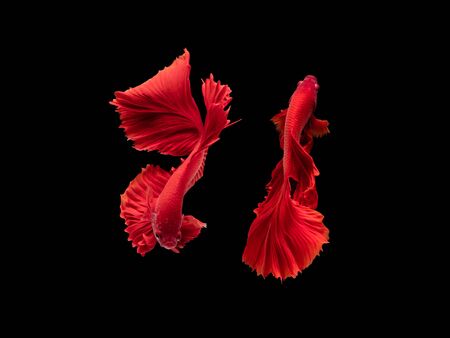 Action and movement of Thai fighting fish on a black backgroundの写真素材