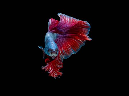 Action and movement of beautiful Thai fighting fish on a black background, Halfmoon Betta