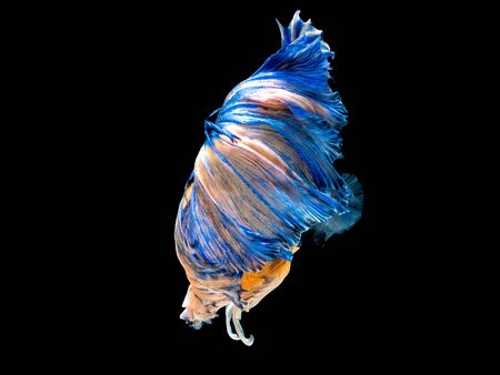 Action and movement of beautiful Thai fighting fish on a black background, Halfmoon Bettaの写真素材