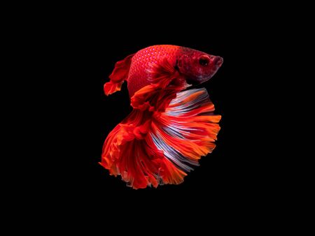 Action and movement of Thai fighting fish on a black backgroundの写真素材