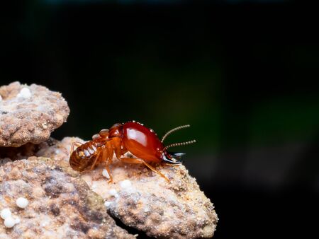 Termites are social creatures that damage people 's wooden houses because they eat wood, But...