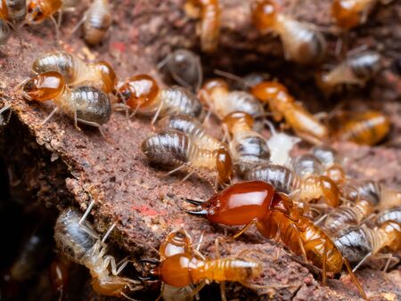 Termites are social creatures that damage people 's wooden houses because they eat wood, But termites help to create balance in natureの写真素材
