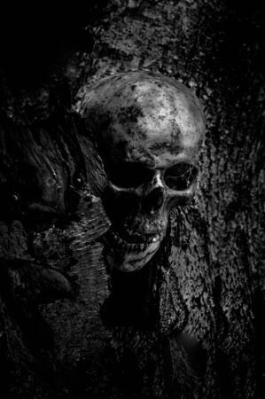 Still life of human skull that died for a long time was buried in the ground and was discovered by excavationsの写真素材