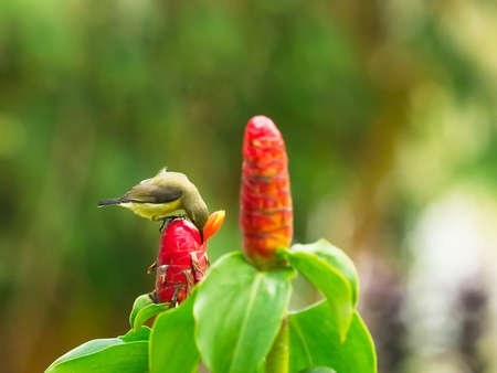 Olive-backed sunbird female sunbird perched on a branch in the gardenの写真素材