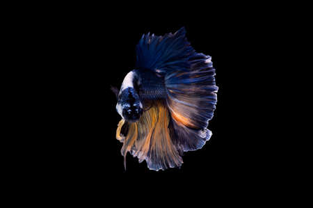 Action and movement of Thai fighting fish on a black background, Halfmoon Betta