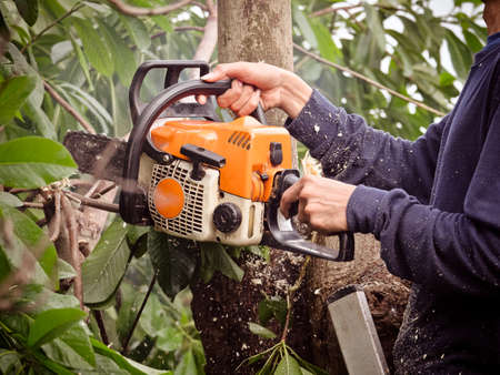 The gardener is using a chainsaw to prune trees, For the care and maintenance of big trees in the...