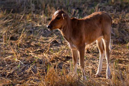 A newly born native calf feeds on rice straw in harvested fields