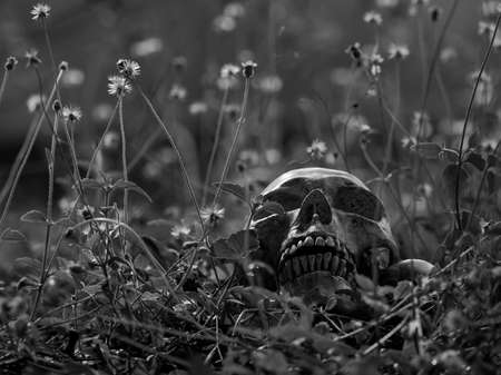 The still life of a long deceased human skull, located in the middle of a forestの写真素材