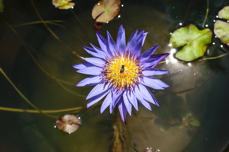 Lotus flowerの素材