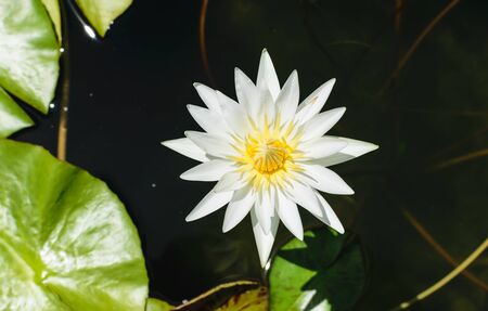 Lotus white flowerの素材