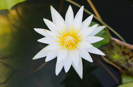 Lotus white flowerの素材